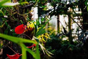 Anthurium red flowers blooming amidst lush greenery in a greenhouse setting photo