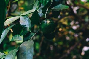 Fresh green citrus fruit growing on tree branches in lush garden environment photo