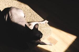 Sphynx cat relaxing in sunlight on a textured surface during afternoon hours photo