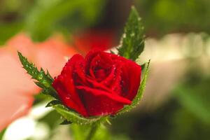 Red rose with dew drops showcasing natural beauty in a vibrant garden setting photo