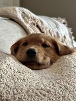 Golden Retriever Puppy Snuggled in Blanket photo