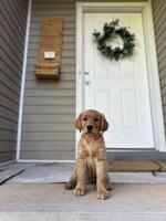 Golden Retriever Puppy Sitting at Front Door photo