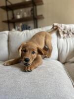 Golden Retriever Puppy Playful on Couch photo