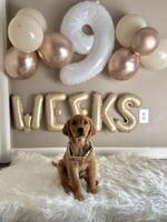 9 Weeks Old Golden Retriever Puppy with Balloons photo