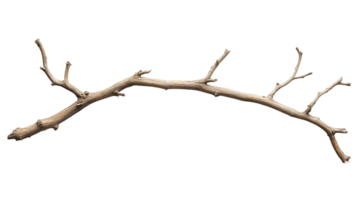 Rustic Wooden Branch Isolated at Transparent Background png