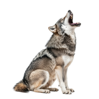 Grey Wolf Animal Roaring with Mouth Open Isolated at the Transparent Background png