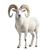 Dall Sheep Goat or Mountain Sheep with Big Horns Isolated at the Transparent Background png