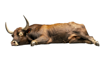 Bull Buffalo with Horns Sleeping Isolated at Transparent Background png