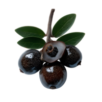 A single whole silverberry fruit isolated on a white background perfect for food blogs websites and culinary projects showcasing its unique texture and vibrant color png