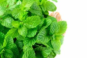 Fresh peppermint in wood bowl isolated on white background. It is widely used in food beverages, cosmetics, and medicinal products due to its natural menthol. photo
