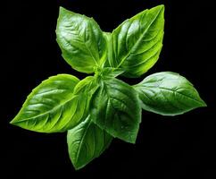 Fresh basil leaves for culinary use and healthy recipes photo