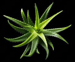 Aloe vera plant with green leaves on a dark background photo