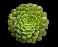 Lush green succulent in a circular formation for decor and design photo