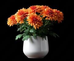 Seasonal display of vibrant orange chrysanthemums in a modern pot photo