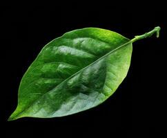 Fresh green leaf on a dark background showcasing natural texture photo