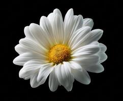 White daisy bloom with yellow center against dark backdrop photo