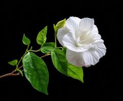 Elegant white flower with green leaves on dark backdrop photo