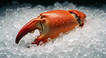 A crab with its head in the ice photo
