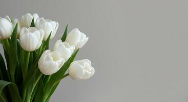 Elegant Bouquet of White Tulips Against a Grey Background photo