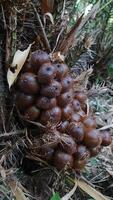 Close Up of Salak or Snake Fruits Growing on Tree photo