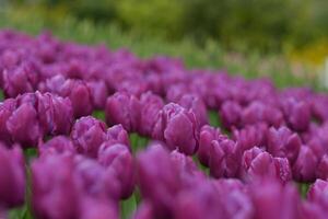 Purple tulip background in a park in Holland photo