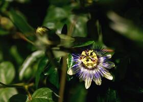 The garden is filled with various types and colors of flowers that are in full bloom. photo