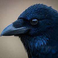 A striking close-up portrait captures the detailed features of a black bird with glossy feathers and sharp eye photo