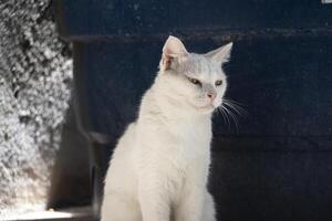 Warm Rays and a Peaceful Cat photo