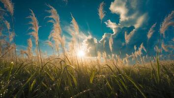 Field of Grass with Sun and Sky photo