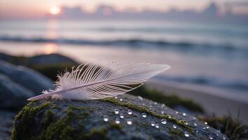 Feather on Rock with Dew Drops at Ocean Sunrise photo