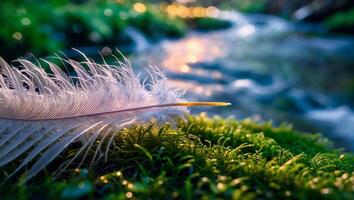 Feather on Moss Near Stream photo