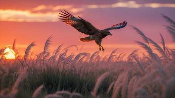 Hawk Flying Over Tall Grass at Sunset photo
