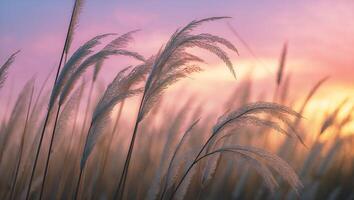 Tall Grass in Field During Sunset photo