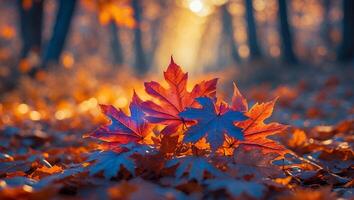 Maple Leaves on Forest Floor in Autumn Sunlight photo