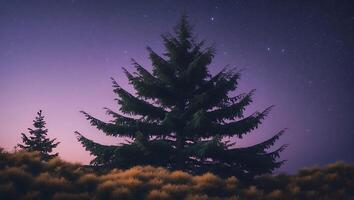 Pine Tree Against Purple Night Sky with Stars photo
