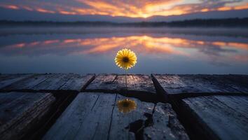 Yellow Flower on Wood Dock at Lake Sunrise photo