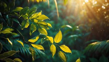 Green Leaf in a Forest with Sunlight Shining Through the Trees photo