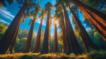 Tall Tree in Sunlight Forest Perspective photo