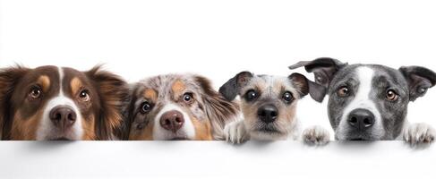 The four adorable dogs peeking over a white background together. photo