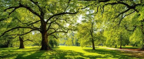 The majestic trees illuminating a vibrant park landscape in summer sunlight. photo