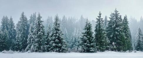 The serene winter forest covered in fresh snow and foggy atmosphere. photo
