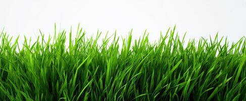 The lush grass swaying gently in a bright outdoor setting. photo
