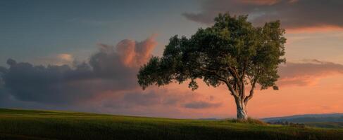 The Majestic Tree Standing Proudly Against a Colorful Sunset Sky photo