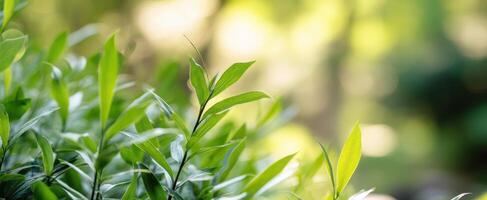 The Vibrant Green Leaves Against a Soft Blurred Background in Nature photo