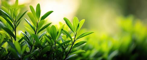 The Vibrant Green Leaves in Soft Focus Under Natural Light photo