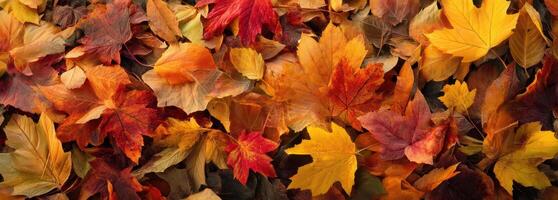The colorful autumn leaves scattered on the ground creating a warm, natural ambiance. photo