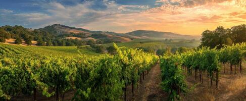 The breathtaking vineyard landscape at sunset under a vibrant sky. photo