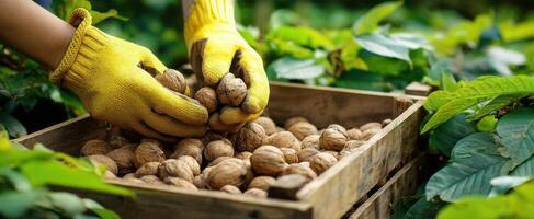 The hands picking fresh walnuts from a wooden crate in the garden. photo