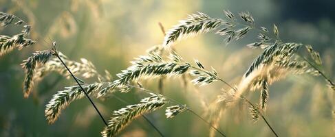 The delicate grass swaying gently in the warm sunlight of a serene meadow. photo