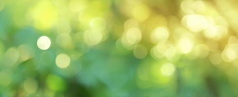 The Soft Glow of Nature's Bokeh Background in Lush Green Settings photo